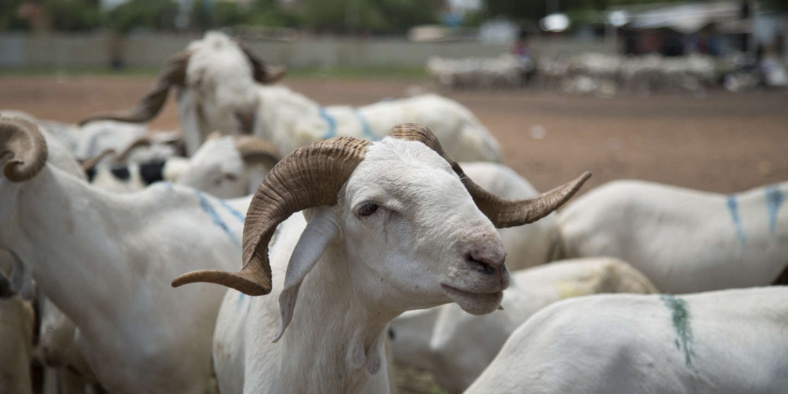 Urgent: La date de la célébration de la Tabaski connue, jeudi 29 juin prochain Urgent: La date de la célébration de la Tabaski connue, jeudi 29 juin prochain