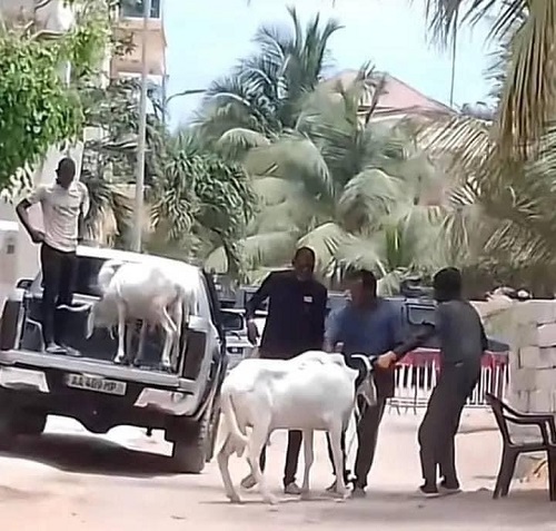 Le mouton de Tabaski de Ousmane Sonko est arrivé à la cité Keur Gorgui