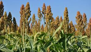 Sénégal: Une stratégie de souveraineté alimentaire en vue