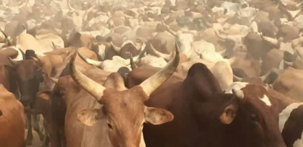 Magal Touba 2023: 272 bœufs volés par des bandits après une attaque armée