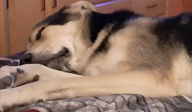Saly: un ressortissant américain s'est donné la mort à cause de la mort de son chien