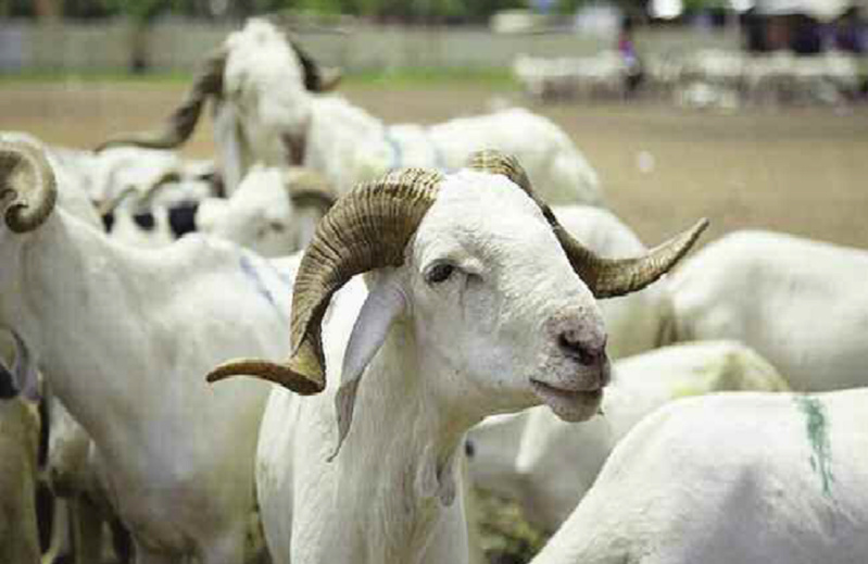 Aide humanitaire de l'Arabie saoudite : 10 000 carcasses de moutons offertes au Sénégal