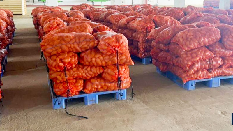 Approvisionnement en pommes de terre pour la fête de Tabaski : 80 000 tonnes disponibles à Mbane Approvisionnement en pommes de terre pour la fête de Tabaski : 80 000 tonnes disponibles à Mbane
