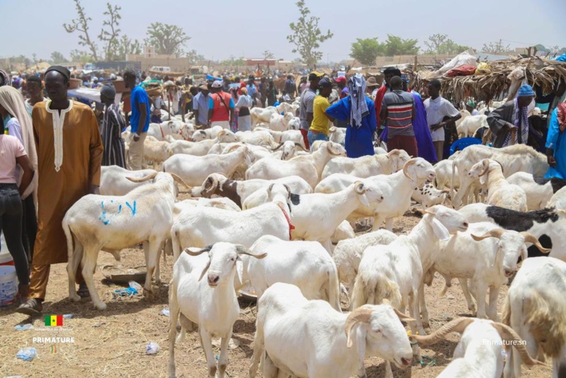Préparatifs de la Tabaski : Afflux attendu de 250 000 moutons à Tambacounda Préparatifs de la Tabaski : Afflux attendu de 250 000 moutons à Tambacounda