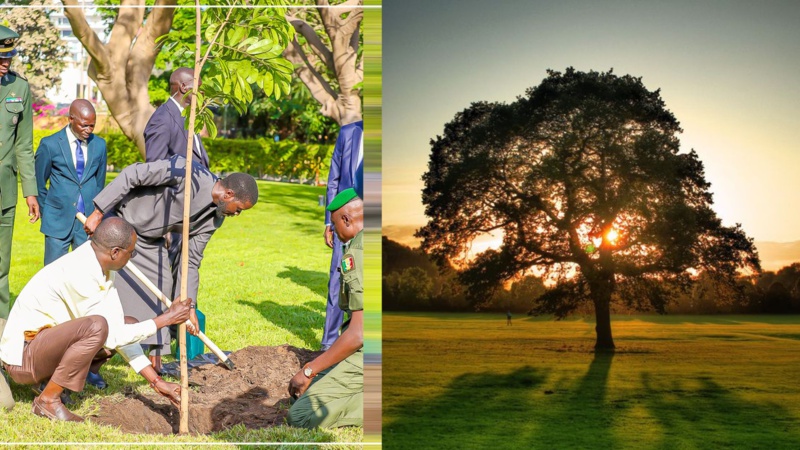 Appel du président Bassirou Diomaye Faye à la plantation d'arbres pour l'environnement