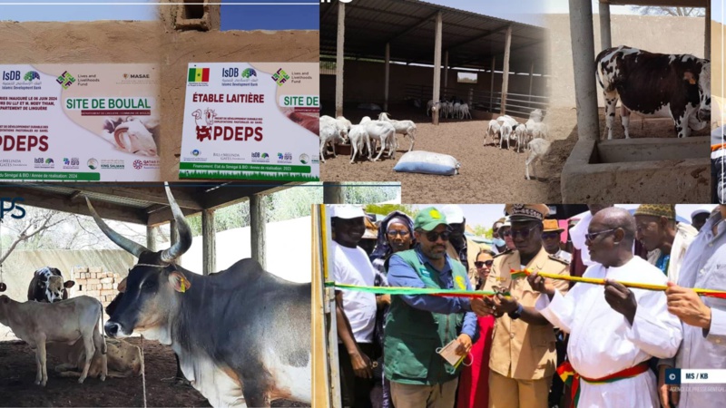 Linguère : Inauguration d'une Bergerie à Boulal et d'une Laiterie à Dealy