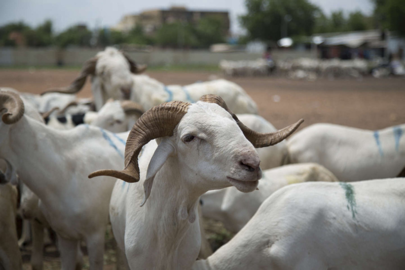 CEMGA Offre 100 Moutons aux Militaires Invalides et Mutilés de Guerre CEMGA Offre 100 Moutons aux Militaires Invalides et Mutilés de Guerre