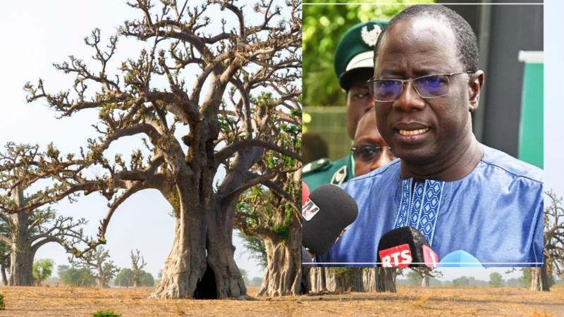 Gestion Durable des Écosystèmes : Aménagement de 13 Forêts dans Cinq Régions du Sénégal Gestion Durable des Écosystèmes : Aménagement de 13 Forêts dans Cinq Régions du Sénégal