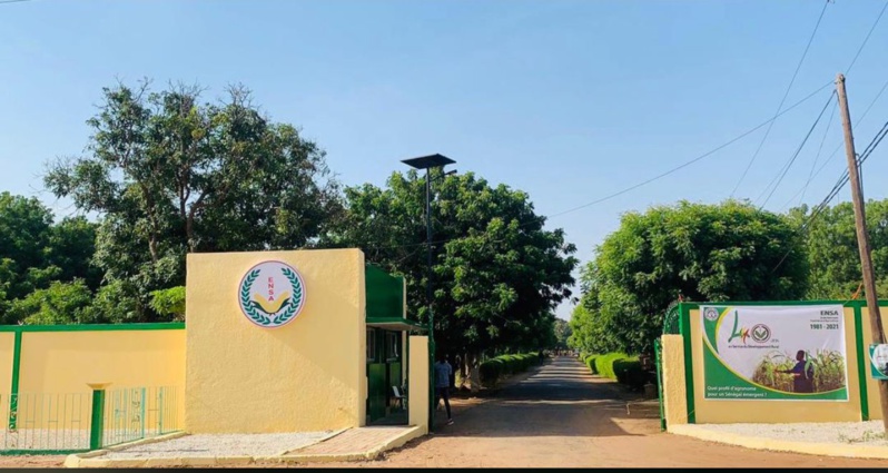 L'ENSA Introduit des Variétés de Mil à Double Usage pour Améliorer l'Alimentation Animale L'ENSA Introduit des Variétés de Mil à Double Usage pour Améliorer l'Alimentation Animale