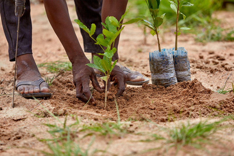 Reboisement et initiatives communautaires : 350 arbres plantés à Gnith pour la protection de l’environnement Reboisement et initiatives communautaires : 350 arbres plantés à Gnith pour la protection de l’environnement