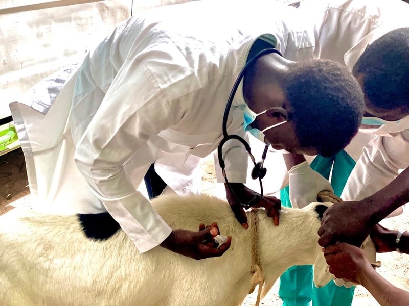 Les vétérinaires alertent sur les dangers de l'exercice illégal de la profession au Sénégal Les vétérinaires alertent sur les dangers de l'exercice illégal de la profession au Sénégal