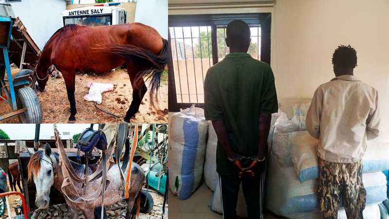 Trafic de drogue : 452,5 kg de chanvre indien saisis à Mbour et Thiès Trafic de drogue : 452,5 kg de chanvre indien saisis à Mbour et Thiès