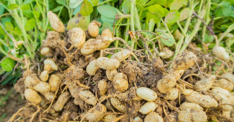 Saisie de Plus de 23 Tonnes d’Arachides Vendues en Dessous du Prix Plancher à Tivaouane