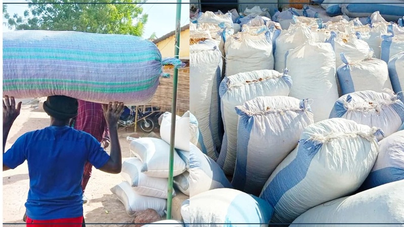 La campagne de commercialisation arachidière 2024-2025 : des défis et des espoirs pour les producteurs de Sédhiou