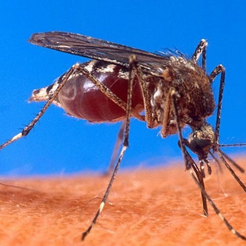 Bill Gates transforme les moustiques en "seringues volantes", mais qui contrôle ce qu’ils injectent? Bill Gates transforme les moustiques en "seringues volantes", mais qui contrôle ce qu’ils injectent?