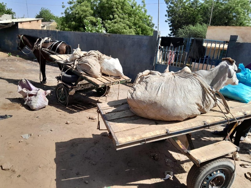 Kaffrine : Une Opération de Gendarmerie Démantèle un Réseau de Voleurs de Bétail Kaffrine : Une Opération de Gendarmerie Démantèle un Réseau de Voleurs de Bétail