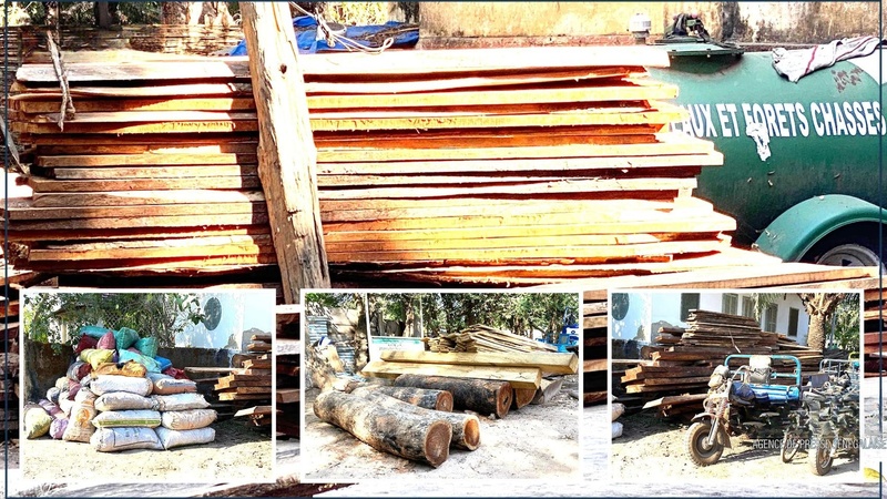 Lutte contre le trafic de bois : 300 millions de FCFA de saisies à Ziguinchor en sept mois
