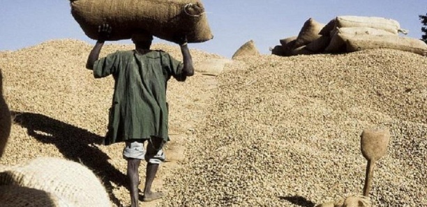 Campagne 2024-2025 : la Commercialisation de l’arachide au point mort