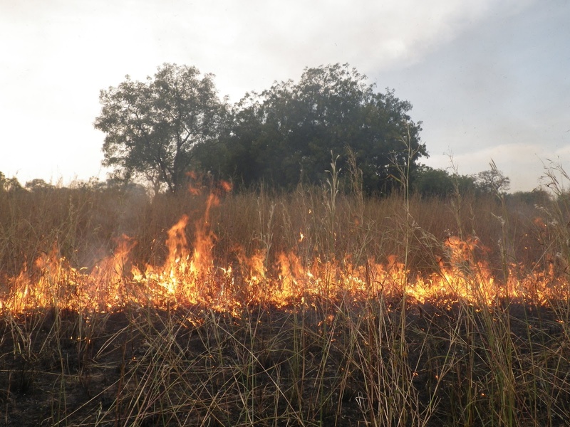 Feux de brousse à Saraya : 657 hectares ravagés en trois mois