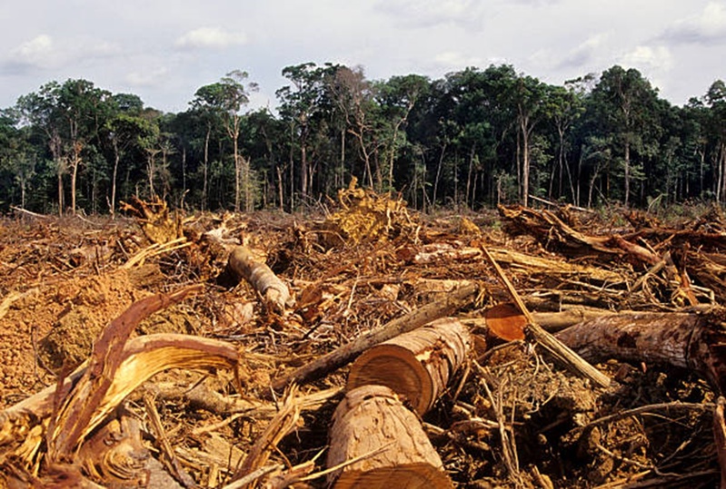 Déforestation au Sénégal : Plus de 339 000 Hectares de Forêts Perdus en 18 Ans