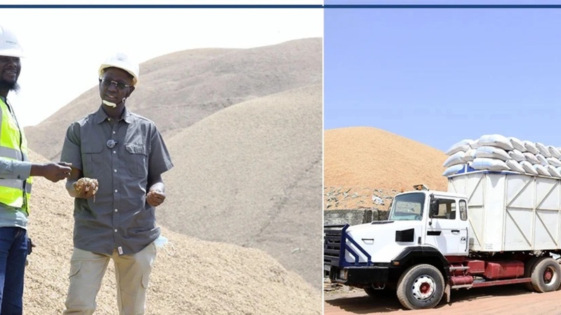 Ziguinchor : la SONACOS enregistre une production record d'arachide dans le Sud