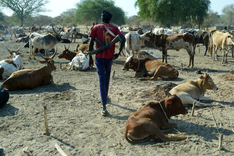 Bakel face à une vague alarmante de vols de bétail : plus de 20 cas chaque semaine Bakel face à une vague alarmante de vols de bétail : plus de 20 cas chaque semaine