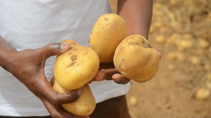 Agriculture: Vers un record de production de pomme de terre en 2025 au Sénégal