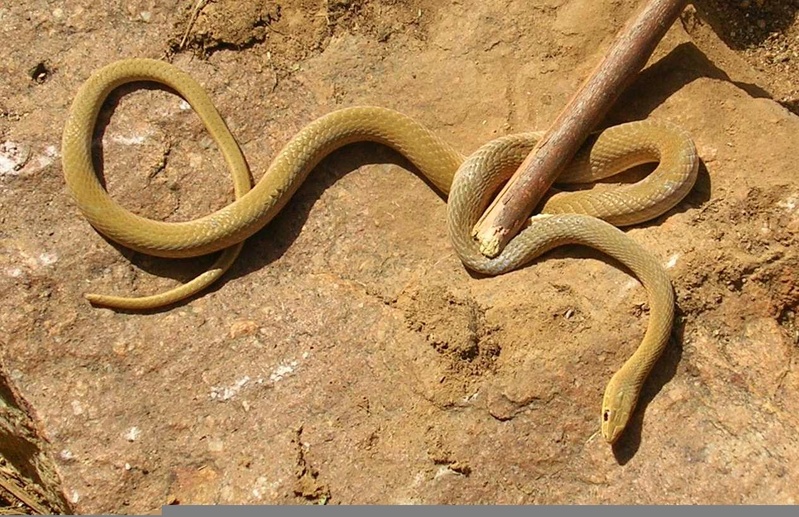 Bakel : Deux frères succombent à des morsures de serpent malgré un traitement traditionnel