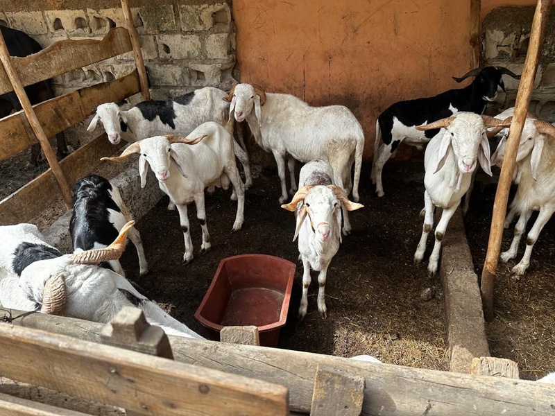 Trafic de dr*gue démantelé à Keur Mbaye Fall : la Gendarmerie saisit drogue et bétail Trafic de dr*gue démantelé à Keur Mbaye Fall : la Gendarmerie saisit drogue et bétail