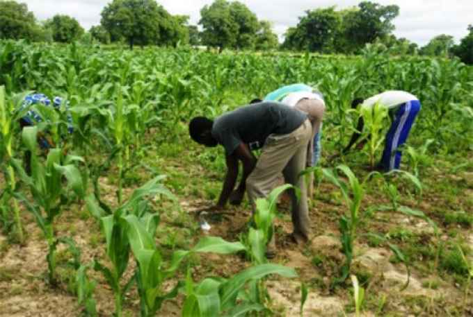 Engrais à 1 000 FCFA le sac : l’État du Sénégal lance une subvention record pour la campagne agricole 2025/2026