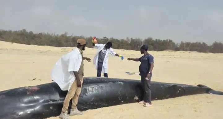 Baleine échouée à Cayar : Le Centre de Recherches Océanographiques de Dakar-Thiaroye publie un rapport préliminaire … Baleine échouée à Cayar : Le Centre de Recherches Océanographiques de Dakar-Thiaroye publie un rapport préliminaire …