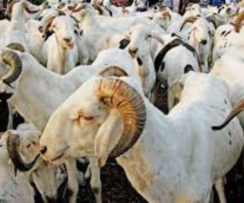 Tabaski : Linguère, le cœur battant du mouton sénégalais, plus de 126 000 têtes convoyées
