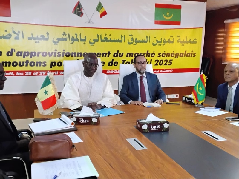 Tabaski 2025 : le Sénégal prévoit d’importer 250 000 moutons…