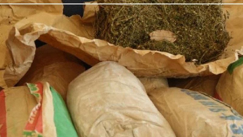 Saisie de six kilos de chanvre indien à Ziguinchor : quatre arrestations en deux jours