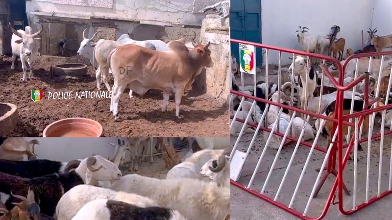 Saint-Louis : Démantèlement d’un réseau de vol de bétail – Huit arrestations et importante saisie Saint-Louis : Démantèlement d’un réseau de vol de bétail – Huit arrestations et importante saisie