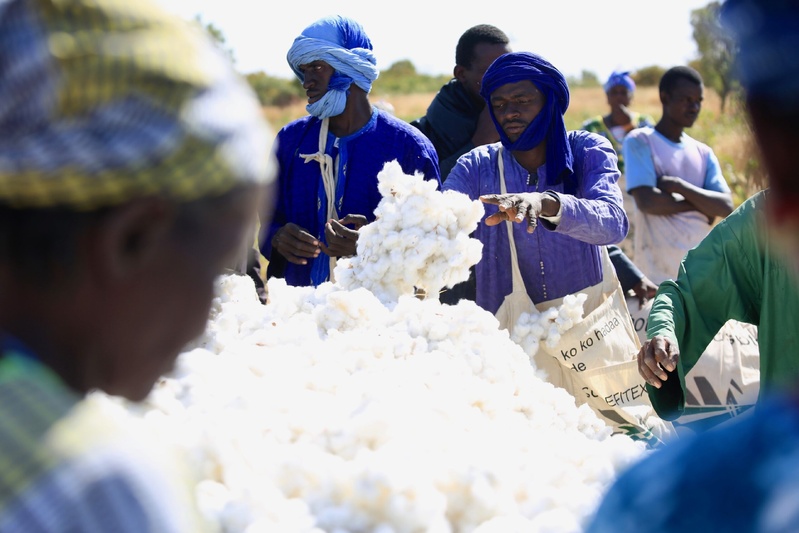 Relance de la filière coton : le Sénégal vise 25 000 tonnes en 2025 et 100 000 tonnes d'ici 2029