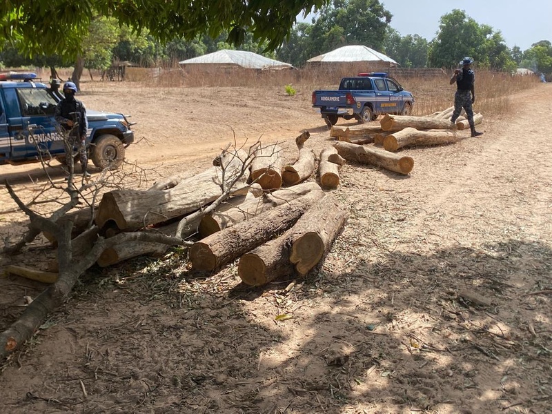 Trafic de bois : la Gendarmerie frappe fort à Darou Salam pour enrayer la déforestation