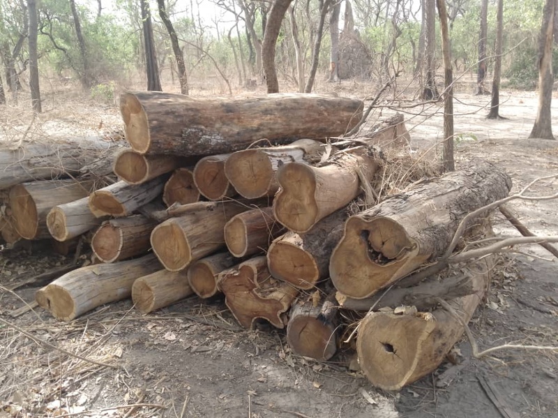 Médina Yéro Foulah : 344 troncs saisis à la frontière gambienne … Médina Yéro Foulah : 344 troncs saisis à la frontière gambienne …