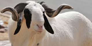 Tabaski 2025 : Mbacké prévoit la nécessité de 35 000 moutons Tabaski 2025 : Mbacké prévoit la nécessité de 35 000 moutons