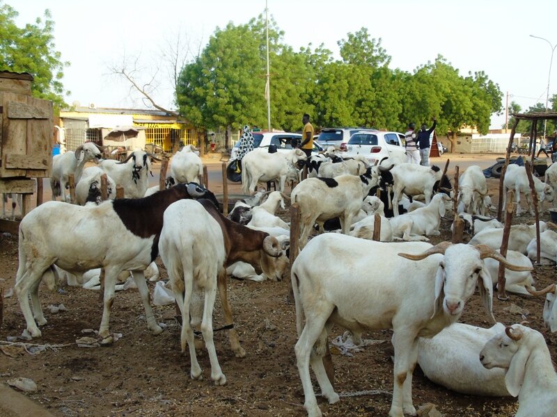 Tabaski 2025 : Près de 49 % des moutons déjà disponibles à trois semaines de la fête