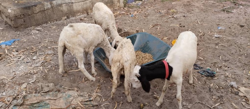 Gendarmerie nationale : nouvelles saisies majeures dans la lutte contre le trafic de stupéfiants Gendarmerie nationale : nouvelles saisies majeures dans la lutte contre le trafic de stupéfiants
