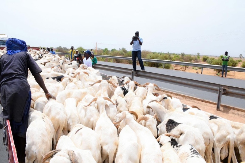 Tabaski 2025 : Plus de 80 000 moutons enregistrés à Kidira, le gouvernement rassure sur la disponibilité du cheptel Tabaski 2025 : Plus de 80 000 moutons enregistrés à Kidira, le gouvernement rassure sur la disponibilité du cheptel