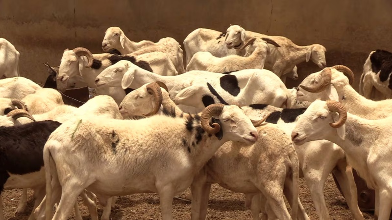 Thiès : un appel à rationaliser les marchés à moutons pour une Tabaski mieux sécurisée Thiès : un appel à rationaliser les marchés à moutons pour une Tabaski mieux sécurisée