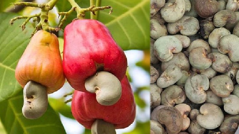 Sénégal : Vers une transformation locale de 50 % de la production d’anacarde d’ici 5 ans Sénégal : Vers une transformation locale de 50 % de la production d’anacarde d’ici 5 ans