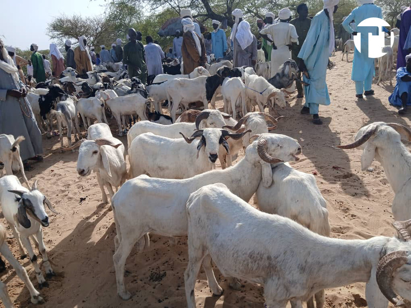 Tabaski: au Sénégal, le mouton coûte jusqu’à quatre fois plus cher qu’au Tchad Tabaski: au Sénégal, le mouton coûte jusqu’à quatre fois plus cher qu’au Tchad