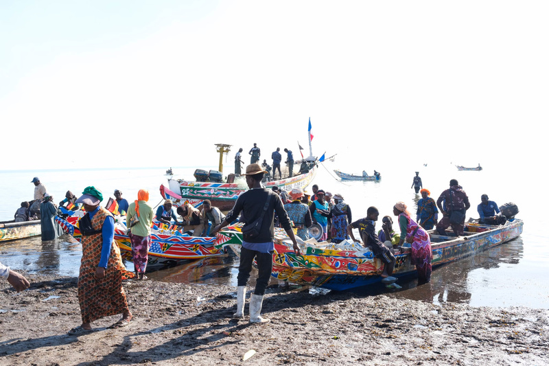 Sénégal : des poissons locaux transformés en farine pour nourrir les marchés européens