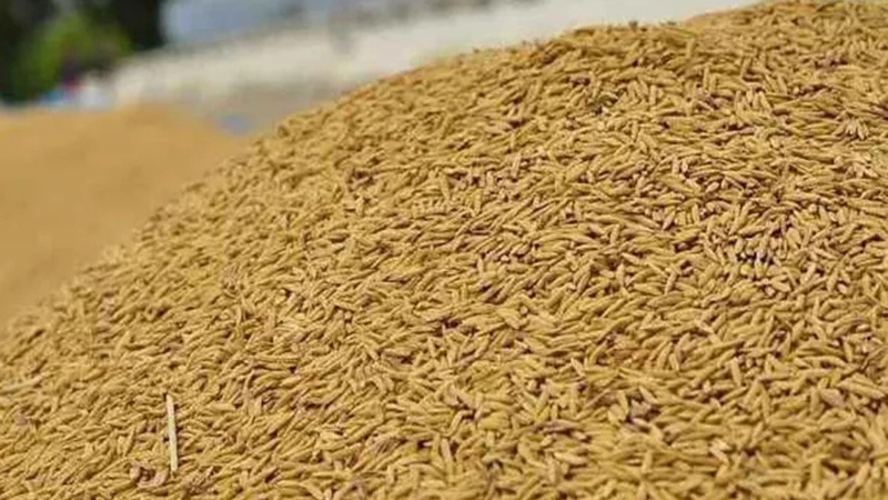 Podor accueille un centre rizicole moderne grâce à un partenariat Sénégal–Corée Podor accueille un centre rizicole moderne grâce à un partenariat Sénégal–Corée