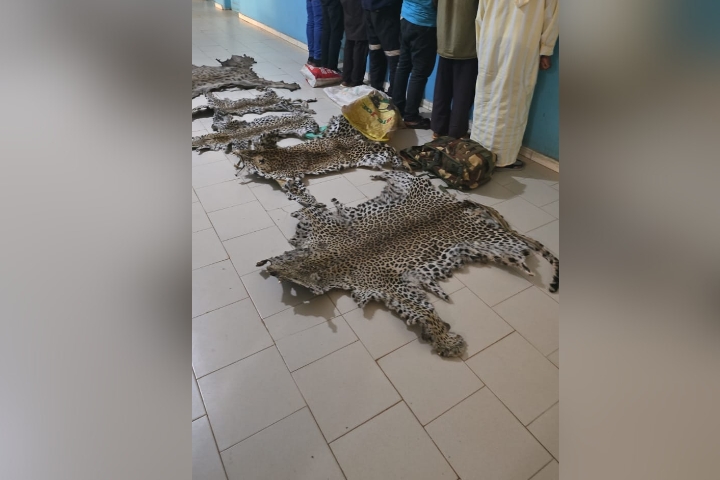 Démantèlement d’un réseau de trafiquants de peaux d’animaux à Kédougou
