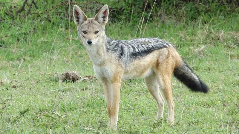 Deux individus interpellés à Nioro pour abattage illégal de chacals Deux individus interpellés à Nioro pour abattage illégal de chacals