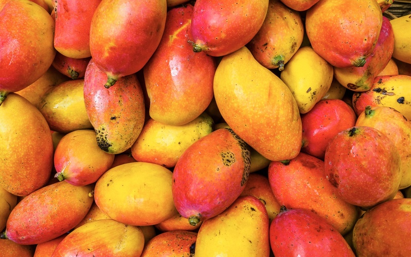 🔻 Tivaouane : Clôture anticipée de la campagne d’exportation de mangues vers l’UE 🔻 Tivaouane : Clôture anticipée de la campagne d’exportation de mangues vers l’UE